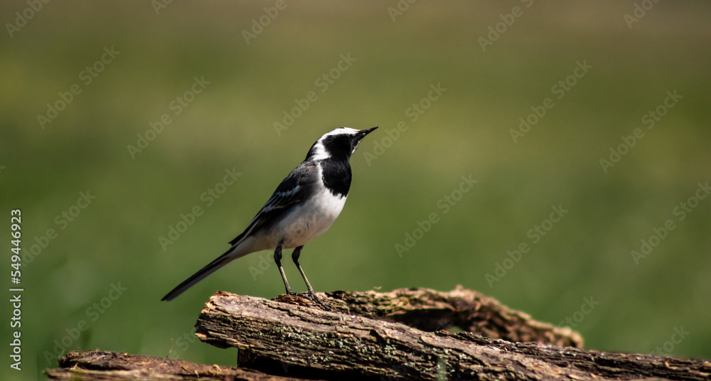 White wagtail (Motacilla alba) on a branch in a meadow White wagtail (Motacilla alba) on a branch in a meadow