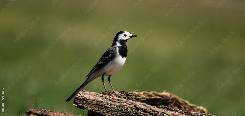 White wagtail (Motacilla alba) on a branch in a meadow White wagtail (Motacilla alba) on a branch in a meadow