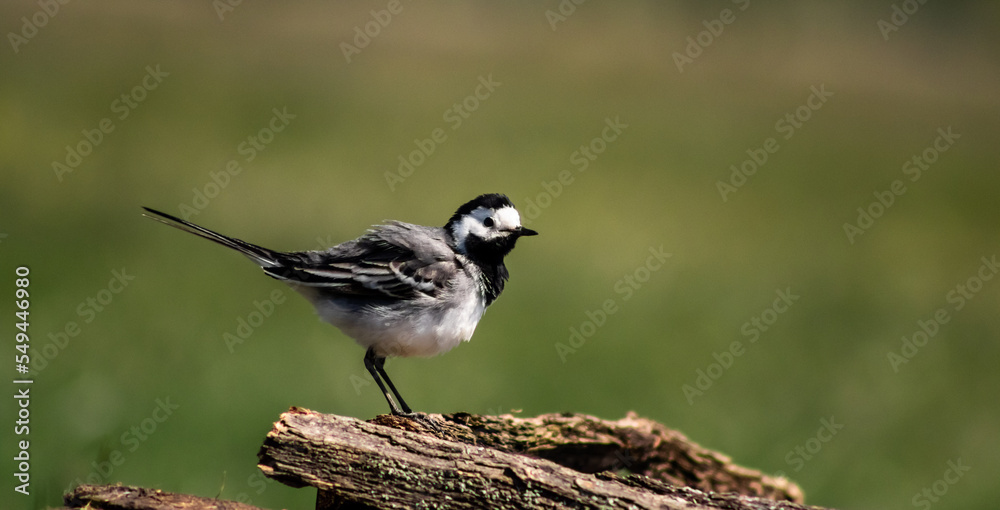 Obraz premium White wagtail (Motacilla alba) on a branch in a meadow