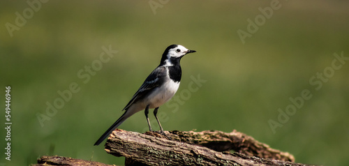 White wagtail (Motacilla alba) on a branch in a meadow