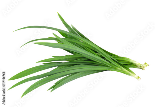 Fresh Pandan leaves isolated on transparent png