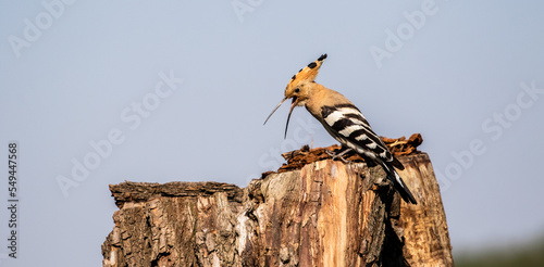 Eurasian hoopoe (Upupa epops) calling on a tree stump in a meadow photo