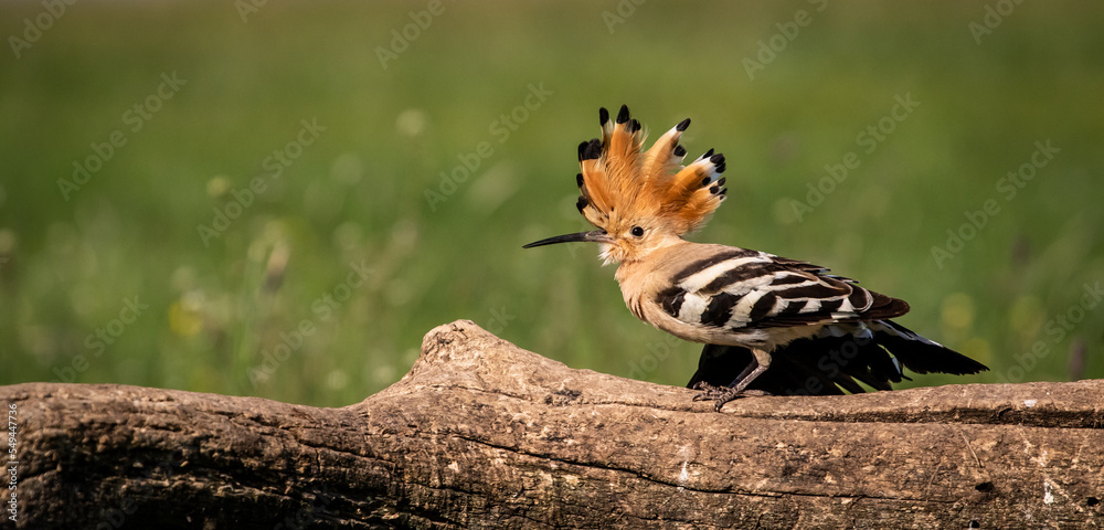 Eurasian hoopoe (Upupa epops) stretching on a branch in a meadow Eurasian hoopoe (Upupa epops) stretching on a branch in a meadow