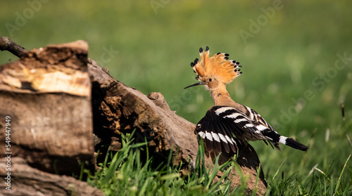 Eurasian hoopoe (Upupa epops) looking for food near a log in a meadow