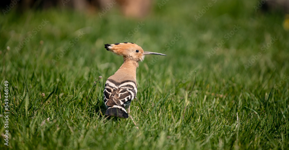 Obraz premium Eurasian hoopoe (Upupa epops) looking for food on the ground in a meadow