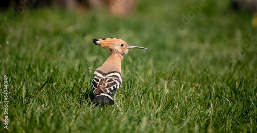 Eurasian hoopoe (Upupa epops) looking for food on the ground in a meadow