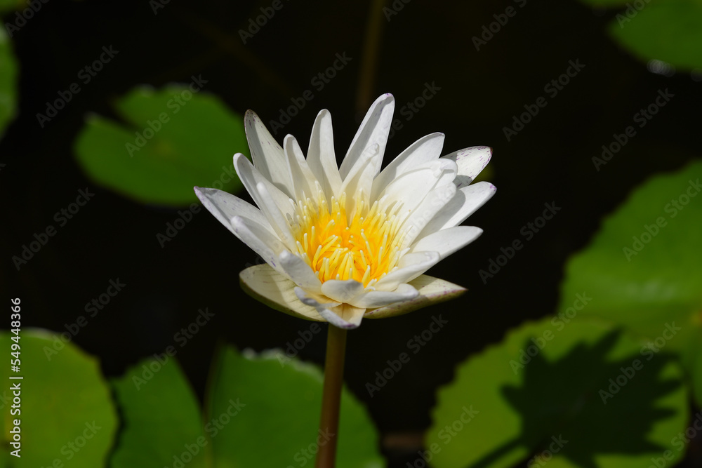 Small white lotus flower blooming in the pond. Small white lotus flower blooming in the pond.