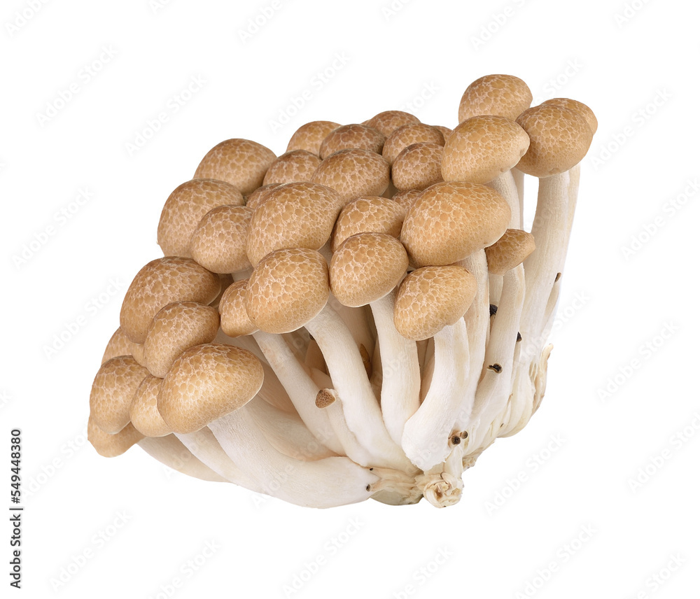 Brown beech mushrooms isolated on transparent png Brown beech mushrooms isolated on transparent png