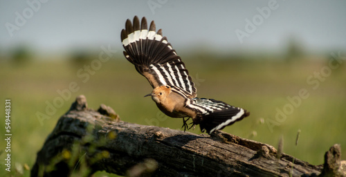 Eurasian hoopoe (Upupa epops) flying off a log in a meadow, front view