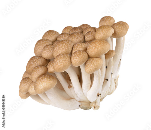 Brown beech mushrooms isolated on transparent png