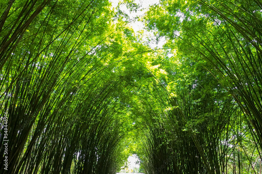The bamboo forest in nature at thailand The bamboo forest in nature at thailand