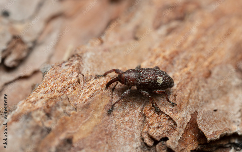 Pine top weevil, Pissodes piniphilus on bark