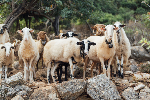 Herd of domestic sheep and goats on a mountain pasture. Greek island of Crete