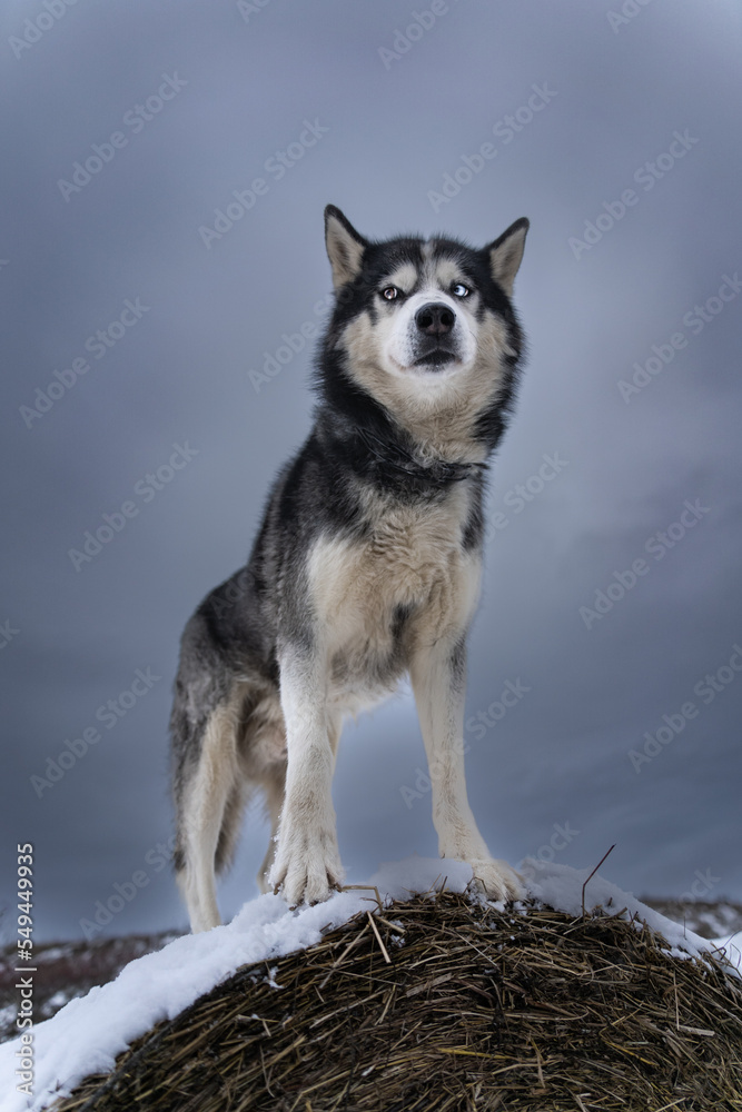 A beautiful husky dog ​​with multi-colored eyes against a gloomy sky.