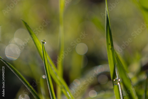 Drop of dew on the green grass in the morning