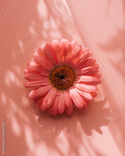 pink flower on pink background