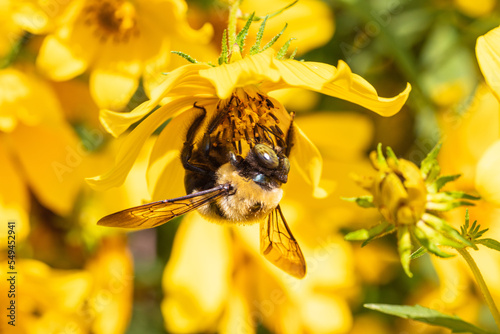 Macro of Eastern Carpenter Bee (Xylocopa virginica) with bejeweled eyes collecting nectar, pollen on yellow flower 