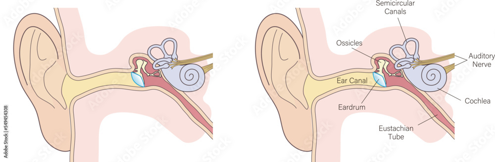 ear anatomy vector diagram, simple color - obrazy, fototapety, plakaty 