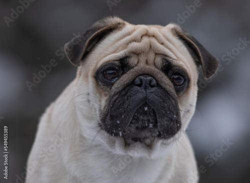 pug dog portrait in winter © serikbaib