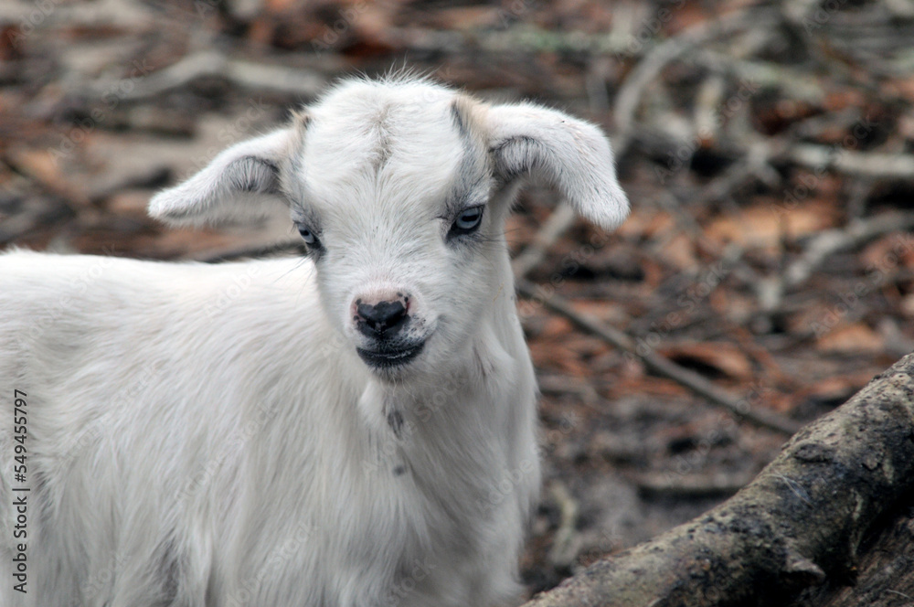 Obraz premium portrait of a baby goat