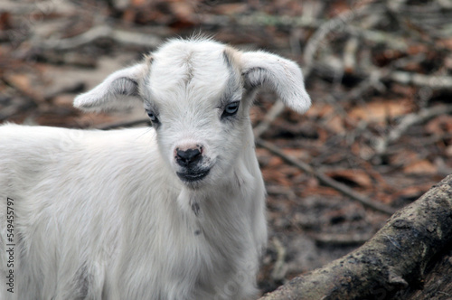 portrait of a baby goat