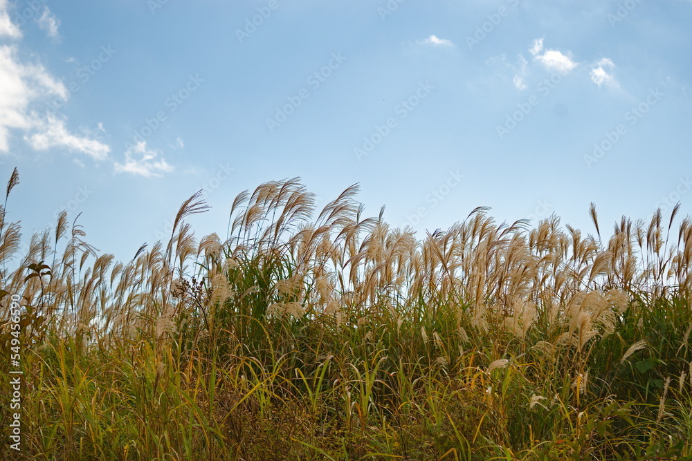 Obraz premium Hakone tall grass