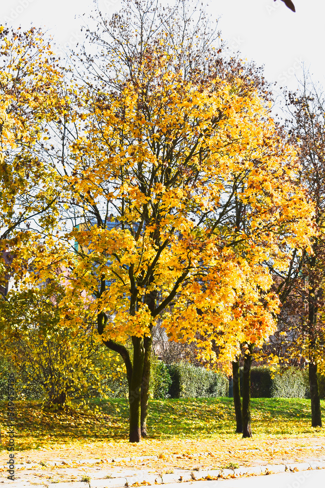 Tree beside a road, yellow autumn leaves