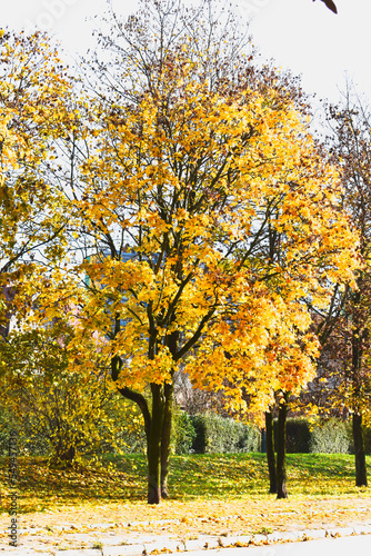 Tree beside a road  yellow autumn leaves