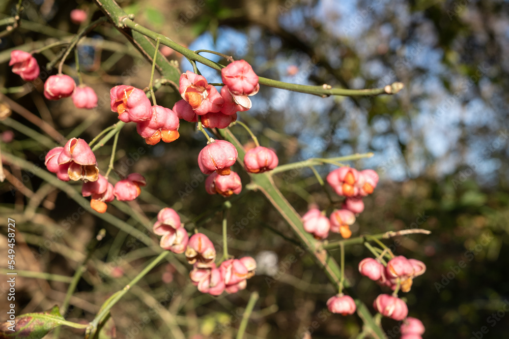 Euonymus with bright flowers and fetus, on a sunny autumn day. Euonymus with bright flowers and fetus, on a sunny autumn day.