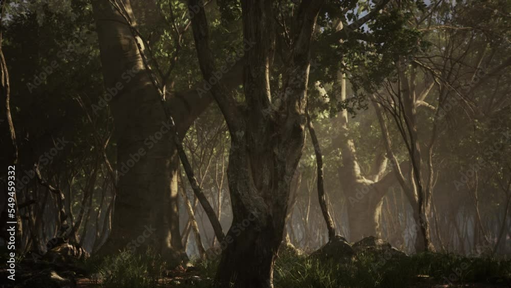 wilderness landscape forest with trees and moss on rocks wilderness landscape forest with trees and moss on rocks
