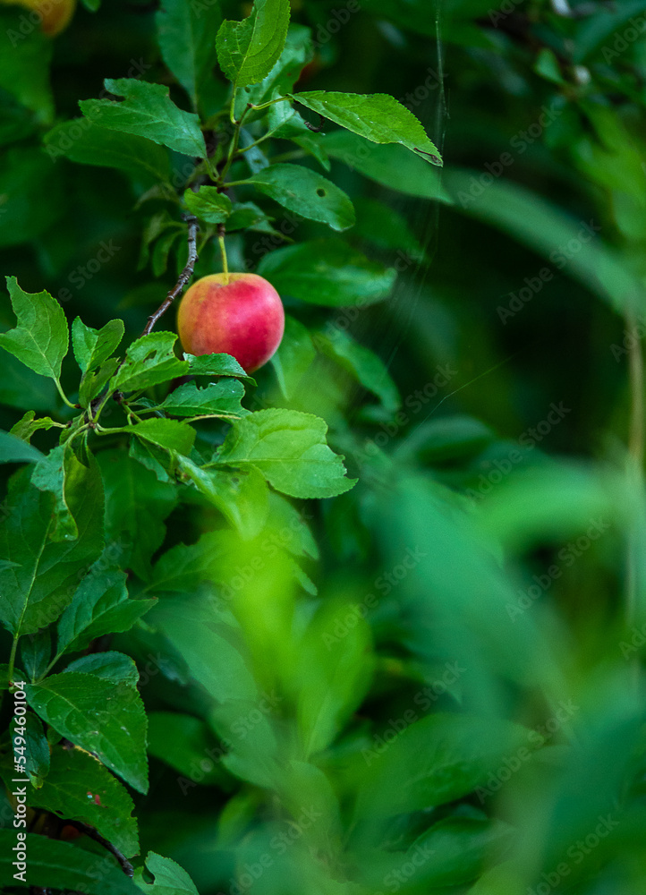 lonely apple on the tree