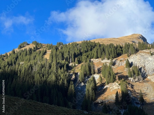 High coniferous forests and autumn alpine pastures on the mountain tops above the Calfeisental valley (UNESCO World Heritage Tectonic Arena Sardona), Vättis - Switzerland (Schweiz) photo