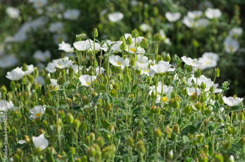 peaceful flowers and natural environment in nature