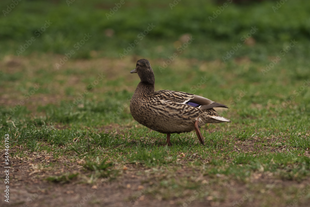 Duck with damaged leg on grass Duck with damaged leg on grass
