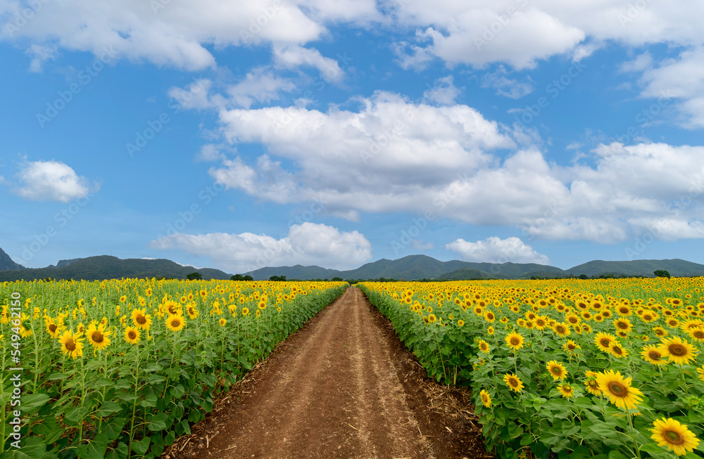 Beautiful sunflower flower blooming in sunflowers field with white cloudy and blue sky.