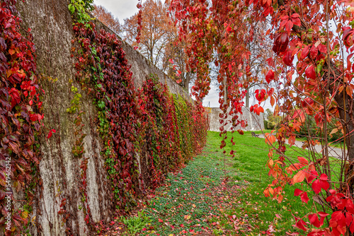 Wilder Wein an der Ringmauer im Frankfurter Stadtteil Heddernheim photo