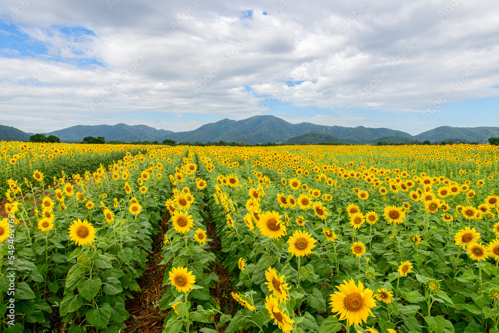 Beautiful sunflower flower blooming in sunflowers field. agricultural area concept