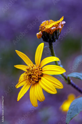 Blossoming Jerusalem artichoke flower is yellow and withered on a purple-green background.