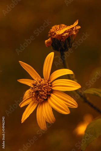 A blossoming Jerusalem artichoke flower is yellow and withered in brown light.