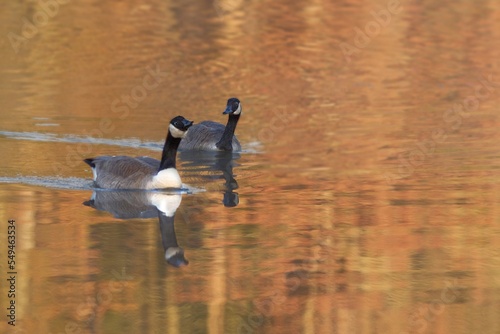 Group of Canada Geese and its reflection on water during the autumn