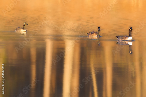 Group of Canada Geese and its reflection on water during the autumn photo