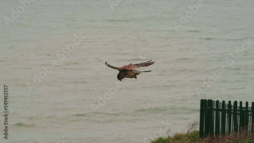 Common kestrel hovering in the air. Falco tinnunculus.