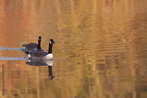 Group of Canada Geese and its reflection on water during the autumn