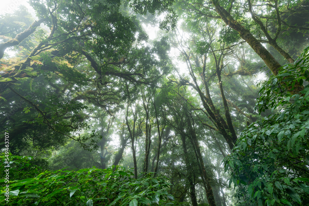 Beautiful rain forest or montain forest at ang ka nature trail in doi inthanon Beautiful rain forest or montain forest at ang ka nature trail in doi inthanon