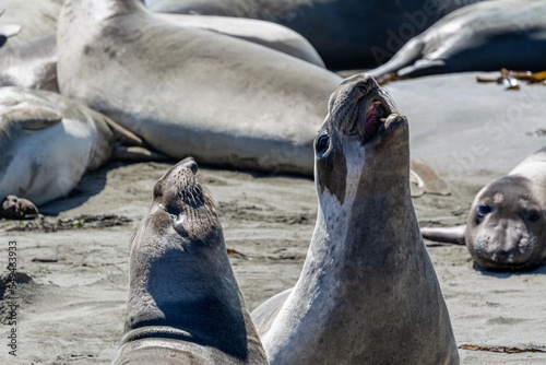 California Elephant Seals