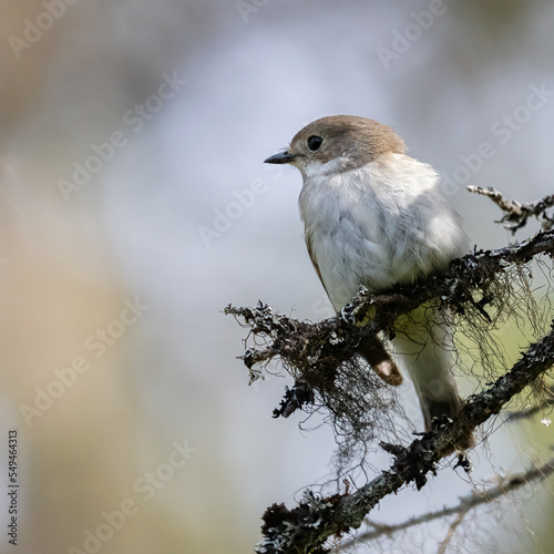 European pied flycatcher photo