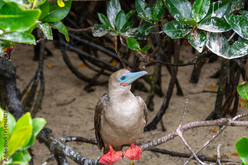 Konstfotografi A red-footed booby (sula sula) perched on a tree branch