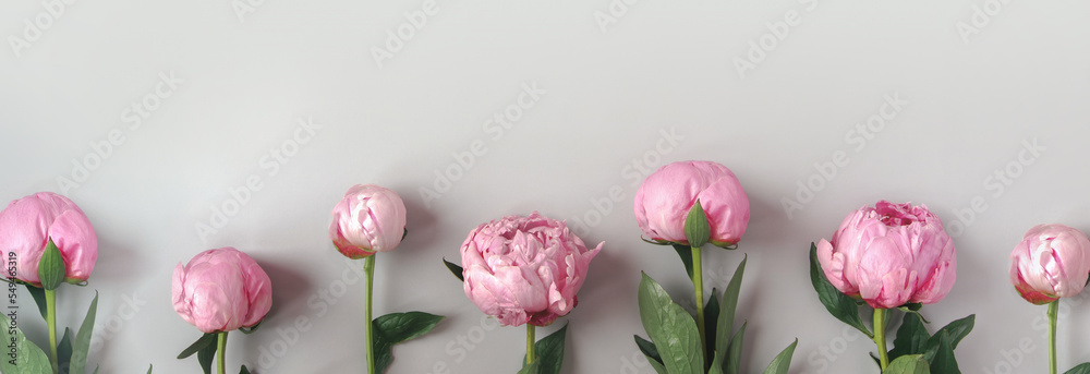 Beautiful flowers on grey background. Tender pink peonies frame with copy space.