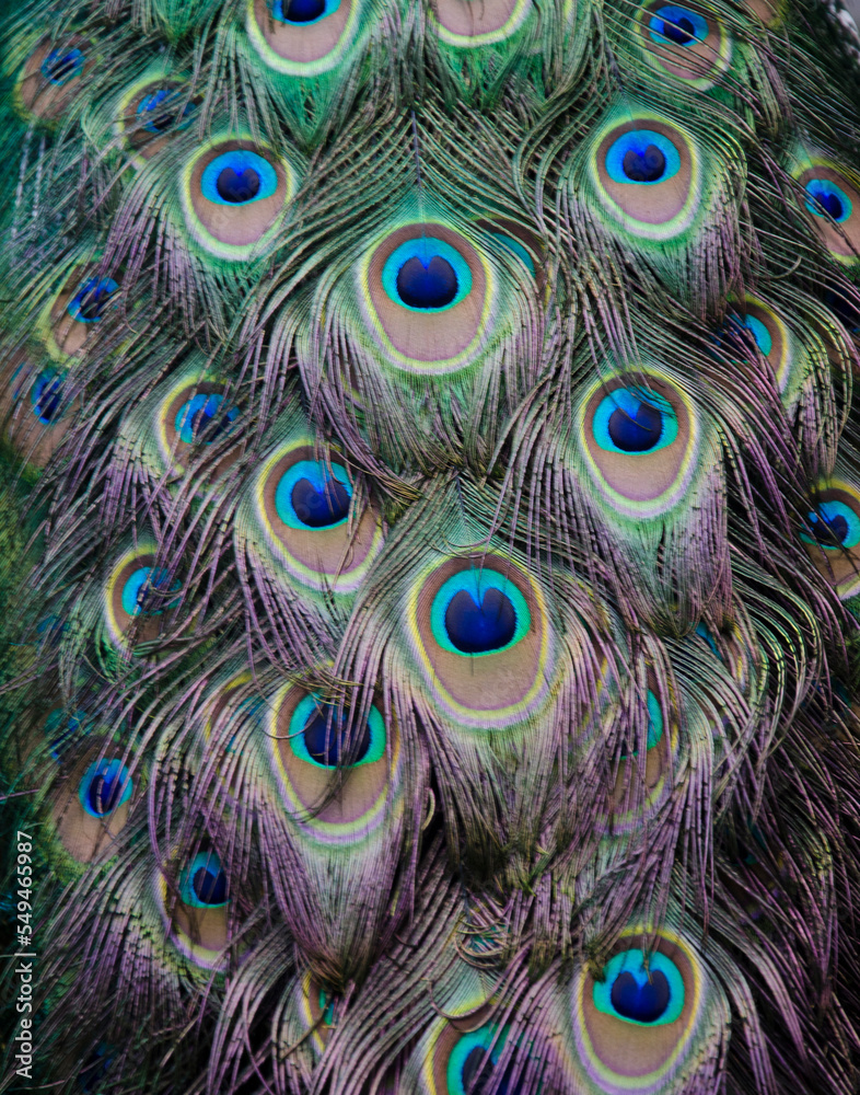 Obraz premium Peacock feather.