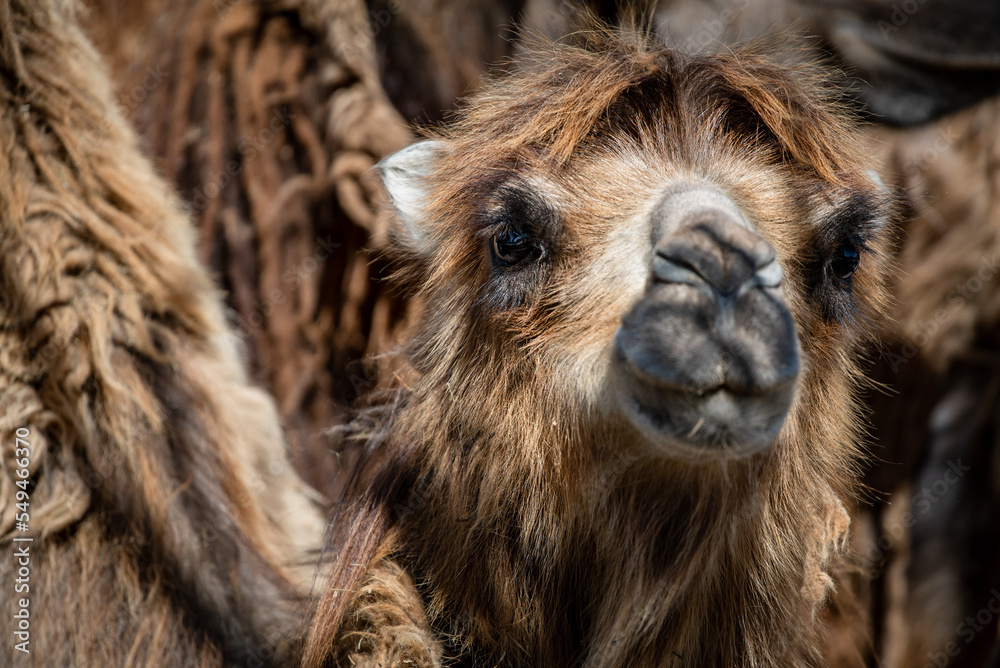 Fototapeta premium Bactrian camel (Camelus bactrianus) close-up